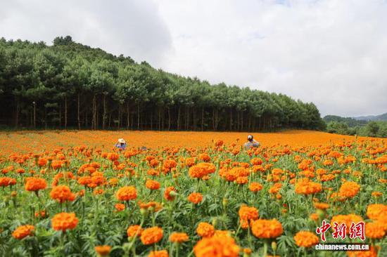 图为7月30日，游客在双龙镇万寿菊花丛中拍照。周星 摄
