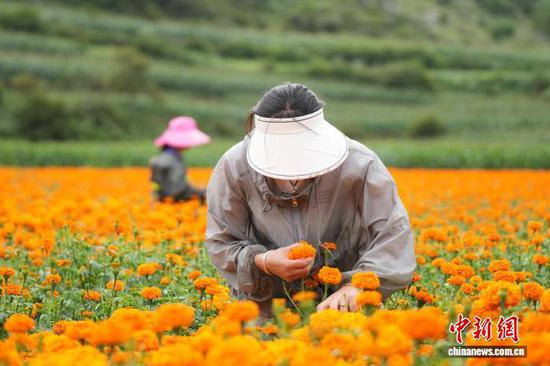 图为7月30日，双龙镇农户采收万寿菊。周星 摄