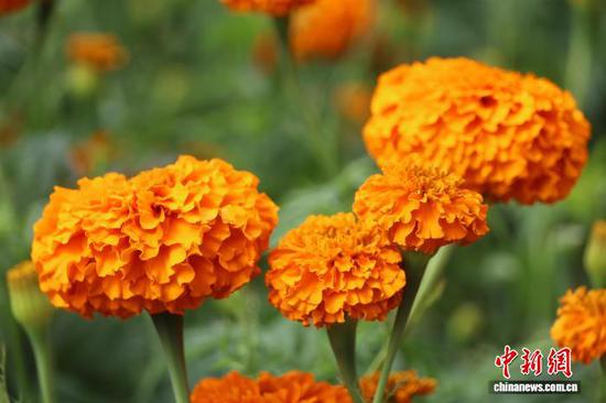 图为7月30日，双龙镇种植的万寿菊迎风绽放。周星 摄