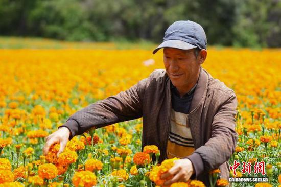 图为7月30日，双龙镇农户采收万寿菊。汪仟 摄