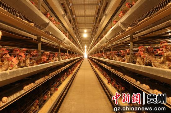 毕节盛园蛋业有限公司智能化蛋鸡养殖基地。.李金苗摄