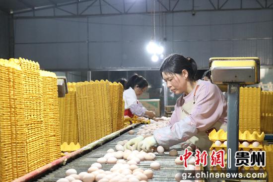 毕节盛园蛋业智能化养殖基地。李金苗摄