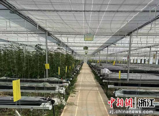 图为老丁改造后的智能化大棚，温控、灌溉等设施全面升级，新一季作物正茁壮成长。企业&nbsp;供图