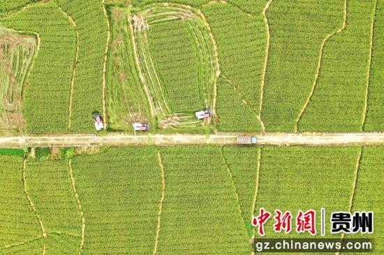 岑巩县水尾镇驾鳌村水稻制种基地，农技人员驾驶收割机采收制种水稻。杨云 摄