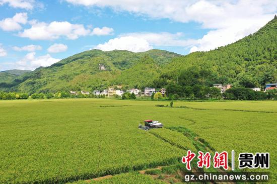 岑巩县水尾镇驾鳌村水稻制种基地，农技人员驾驶收割机采收制种水稻。杨云 摄