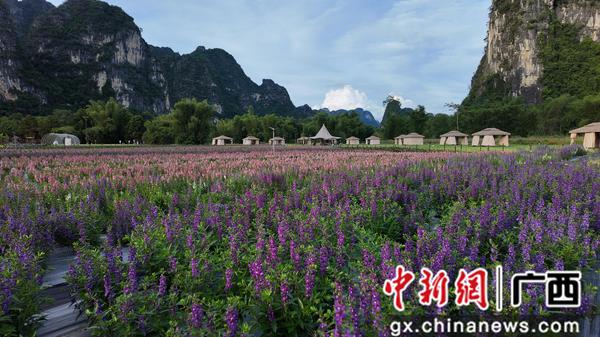 图为明仕田园风光。 图为明仕田园风光。