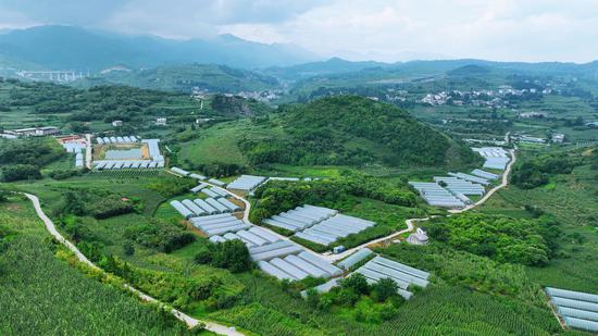 归化街道常丰社区禾野牧歌生态园葡萄种植基地。 万飘阳 摄