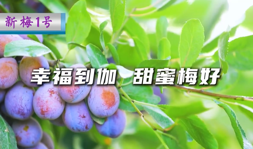 幸福到伽 甜蜜梅好