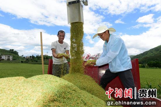 岑巩县水尾镇驾鳌村水稻制种基地，村民将收割的制种水稻装车。杨云 摄