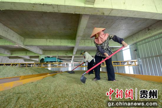 岑巩县水尾镇驾鳌村水稻制种基地烘干点，在烘烤制种水稻。杨云 摄