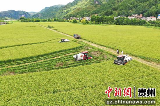 岑巩县水尾镇驾鳌村水稻制种基地，农技人员驾驶收割机采收制种水稻。杨云 摄