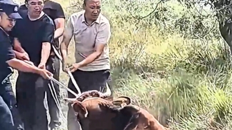 新疆乌恰：群众自家奶牛意外坠坑，民辅警组团救援