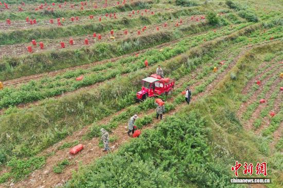 图为8月4日，灼乐多村马铃薯种植基地，务工群众将采收的马铃薯装车。陈逍 摄