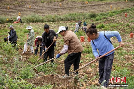 图为8月4日，灼乐多村马铃薯种植基地，务工群众正忙着采挖马铃薯。孙玲婧 摄