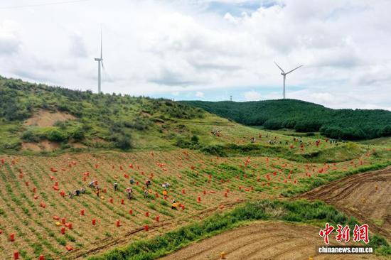 图为8月4日，灼乐多村马铃薯种植基地采收现场。陈逍 摄