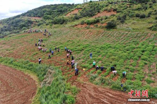 图为8月4日，灼乐多村马铃薯种植基地，务工群众正忙着采挖马铃薯。(无人机照片)陈逍 摄