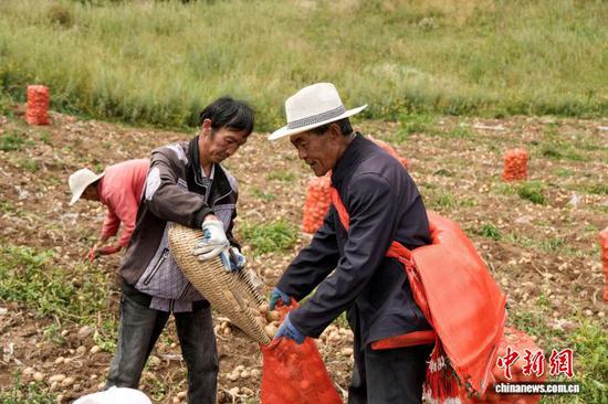 图为8月4日，灼乐多村马铃薯种植基地，务工人员将马铃薯分拣装袋。陈逍 摄