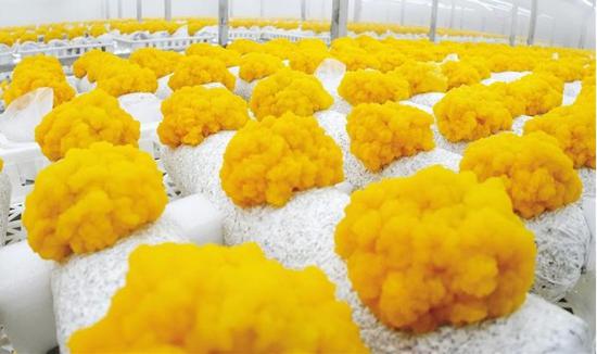 毕节市农投菌业科技有限责任公司培育的金耳菌。 本报记者 郑宇潇 摄
