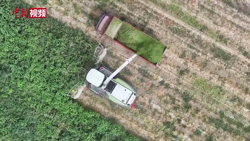 盛夏割草忙 新疆多地机械化收割备足牲畜越冬“口粮”