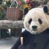 生日周不散场！宝元刚吹完蜡烛，德瑞又要过生日啦