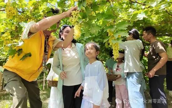 游客正在采摘葡萄。吐鲁番市融媒体中心记者 买迪努尔 摄