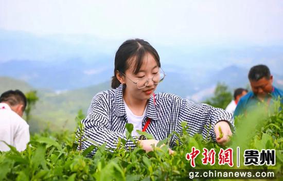 游客在柏梓顶景区体验采茶。王治文  摄