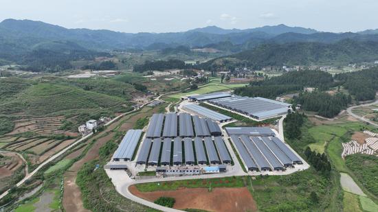 龙田镇的湖羊养殖基地。万再祥 摄