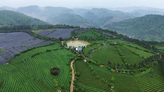 粤黔协作共建岑巩县现代农业产业园·天马高山有机茶产业基地。杨豪 摄