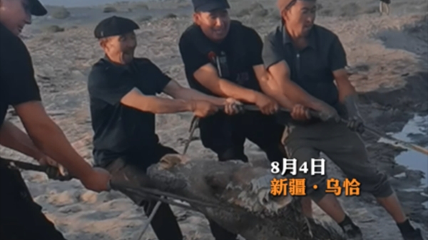 新疆乌恰：三头骆驼深陷戈壁淤泥，警民合力两小时紧急施救