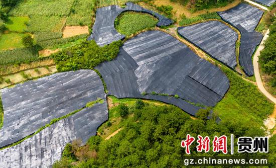 贵州省黔西市莲城街道天坪社区毛慈菇基地。陈颖 摄
