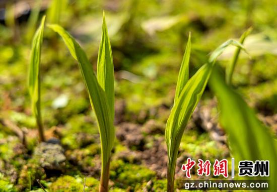 贵州省黔西市莲城街道天坪社区长势喜人的毛慈菇。陈颖 摄
