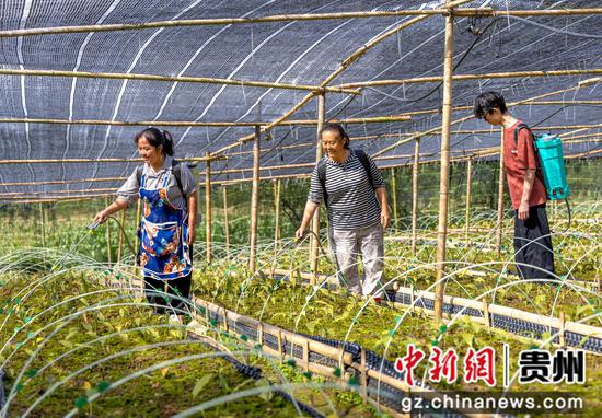村民在贵州省黔西市莲城街道天坪社区毛慈菇基地务工。陈颖 摄