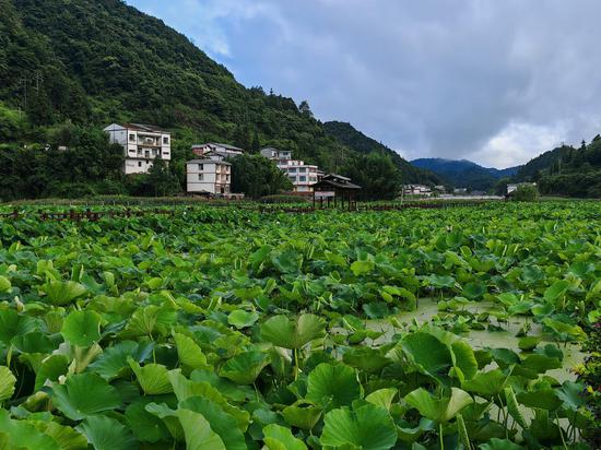 碧荷铺满乡野。谢永恒 摄