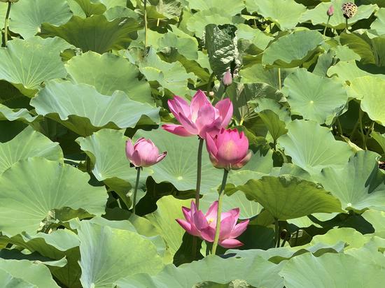 荷花池内花开正好。胡杨网记者 李雨浪 摄