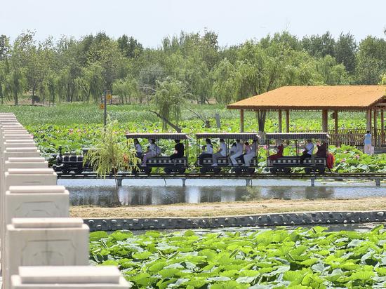 游客乘坐水上小火车游览荷花池。胡杨网记者 李雨浪 摄