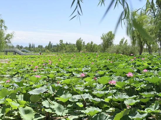 500亩荷花次第绽放。胡杨网记者 李雨浪 摄