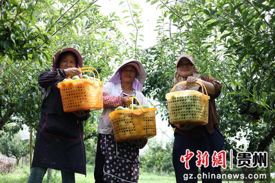 七星关区归化街道常丰社区的皇后李成熟上市。 范俊岑 摄