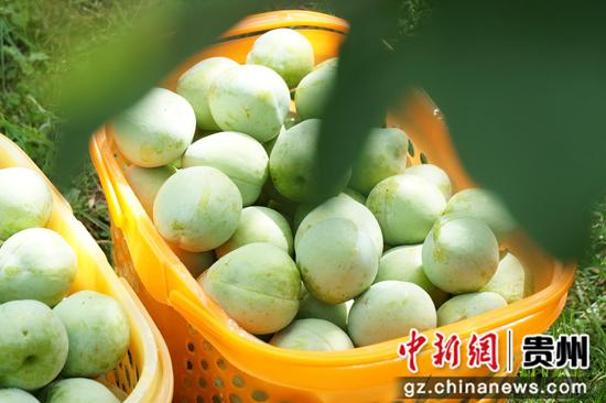 七星关区归化街道常丰社区的皇后李成熟上市 。范俊岑 摄
