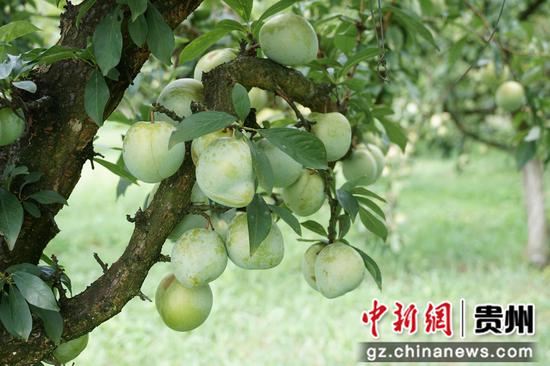 七星关区归化街道常丰社区的皇后李成熟 。范俊岑 摄