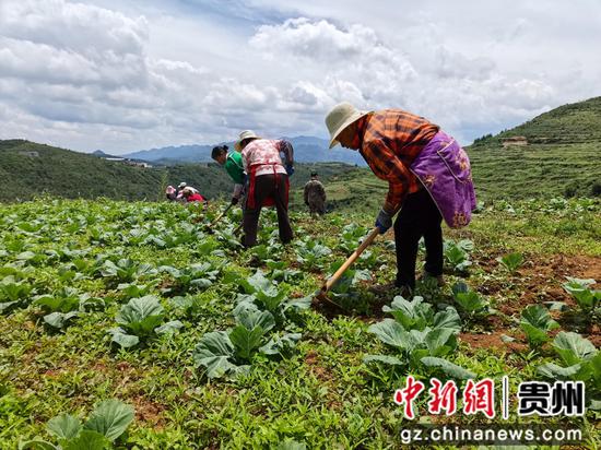在赫章县珠市乡高原村高山冷凉蔬菜种植基地里，务工人员正在锄草。罗静漪 摄
