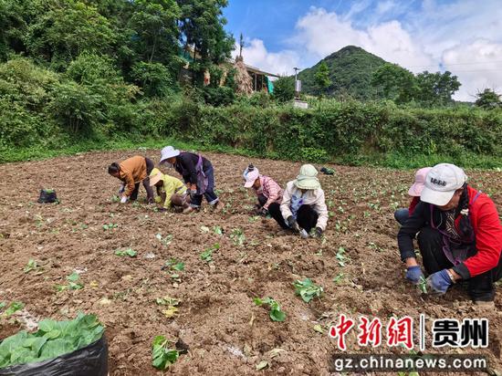在赫章县珠市乡高原村高山冷凉蔬菜种植基地里，务工人员正在种植菜苗。罗静漪 摄