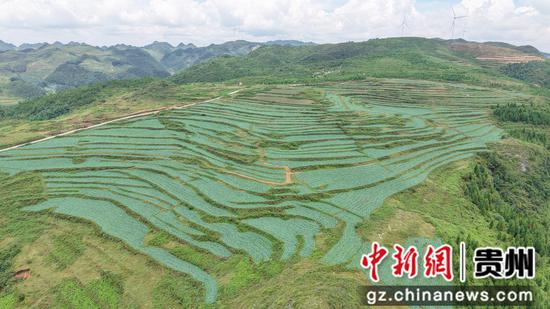 赫章县珠市乡高原村高山冷凉蔬菜种植基地。 鲁绍林 摄