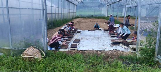 8月12日，松桃普觉镇真旗屯村反季节蔬菜育苗基地，大棚内，村民围坐在一起，熟练地将种子播进育苗盘。