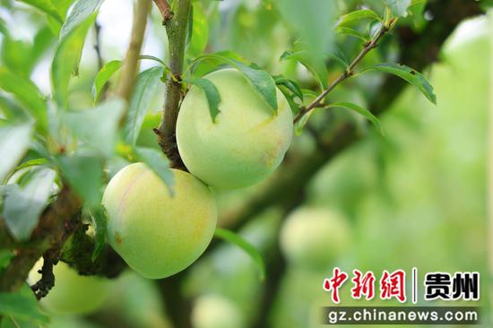 归化街道常丰社区皇后李成熟上市 夏文婧 摄
