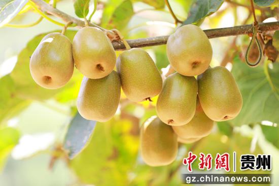 剑河县南明镇大洋村猕猴桃园待采摘的猕猴桃。杨洁茹 摄
