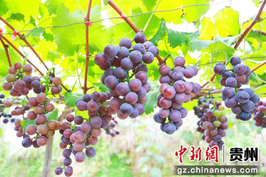 剑河县南明镇大洋村葡萄园待采摘的葡萄。杨洁茹 摄