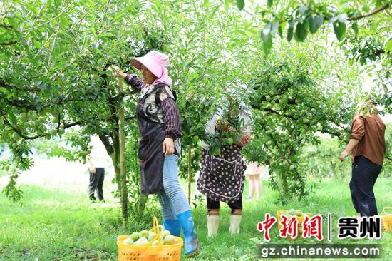 归化街道常丰社区皇后李成熟 农户正在采摘 夏文婧 摄