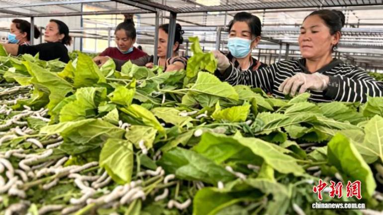 蚕桑产业织富路 新疆乡村“破茧生金”