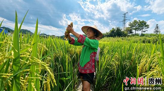 连心村迎来稻花鱼丰收季。