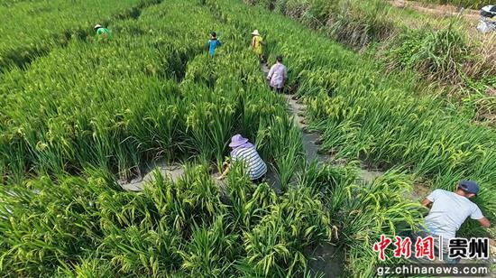 连心村迎来稻花鱼丰收季。